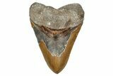 Huge, Fossil Megalodon Tooth - North Carolina #342157-1